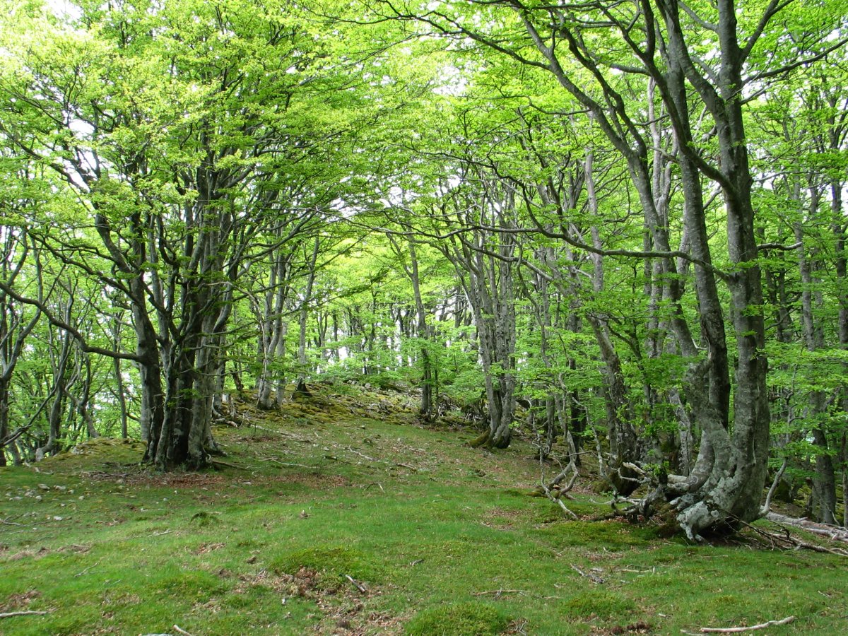 Tontorraren inguruak