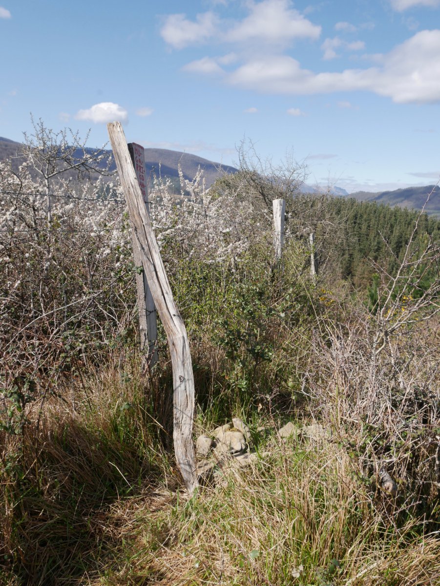 Mugarrigaña edo Mallaburu tontorra