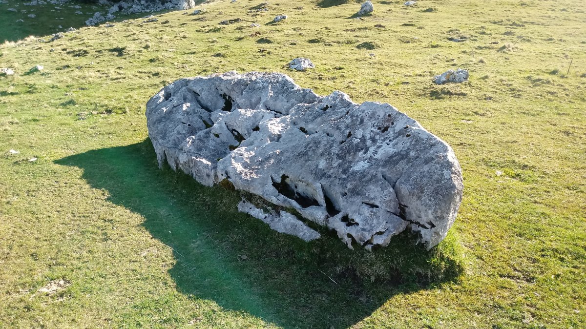 Lizarraga zutarria 1