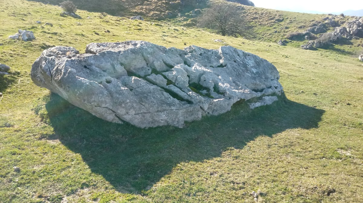 Lizarraga zutarria 3