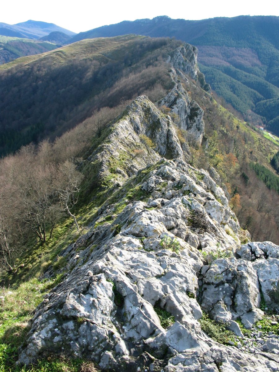 Arastortzekogaña bitarteko gandorra Intzartzutik