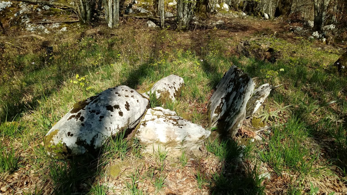 Otsabio trikuharria (2021)