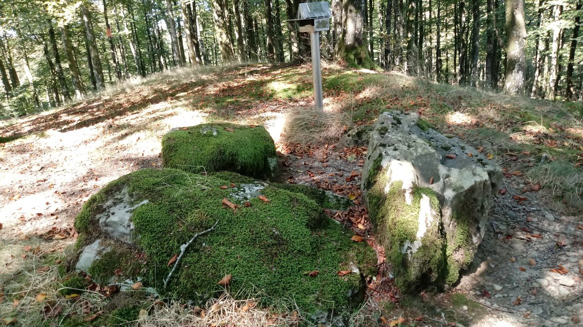 Beigañe trikuharria