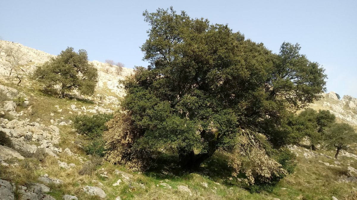 Artea zuhaitzak mendi magalean