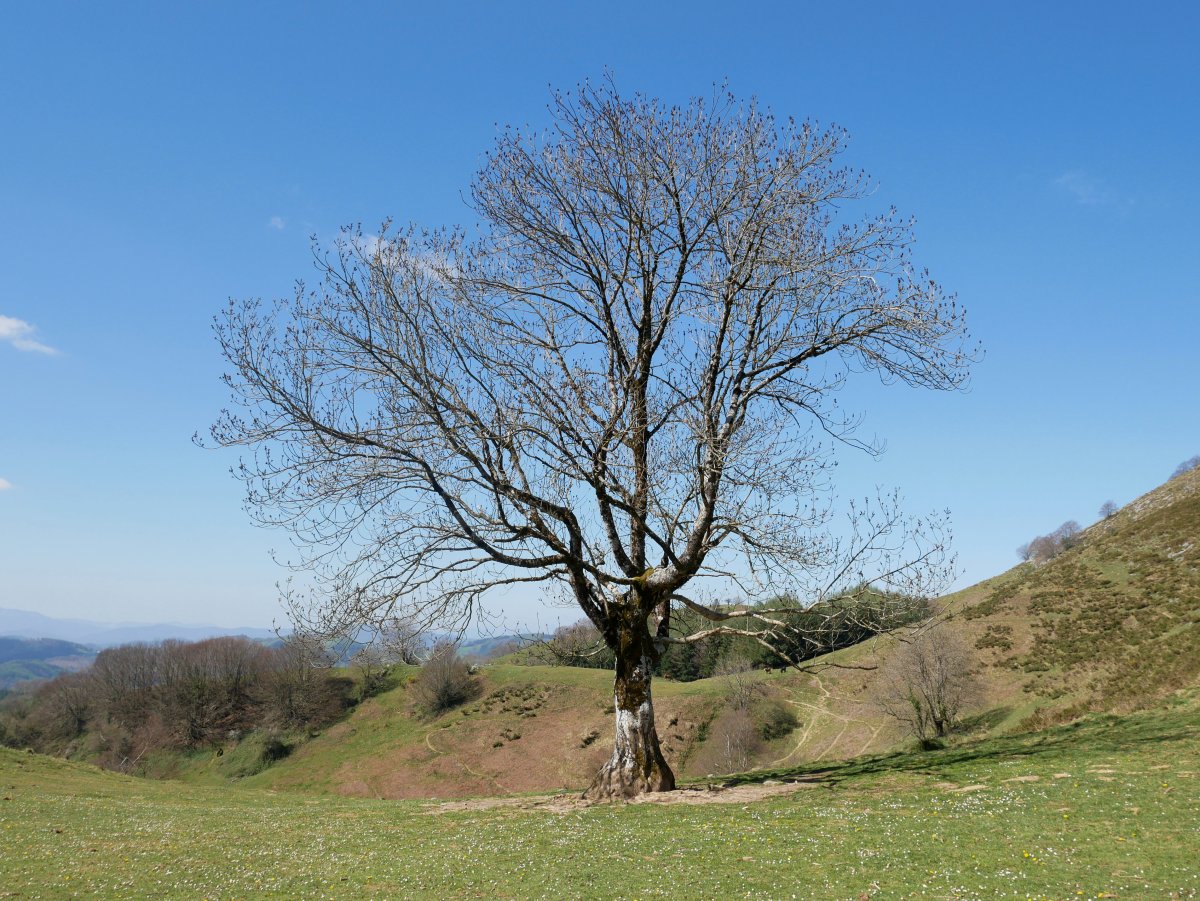 Lizarbakarra, 2021ko udaberrian