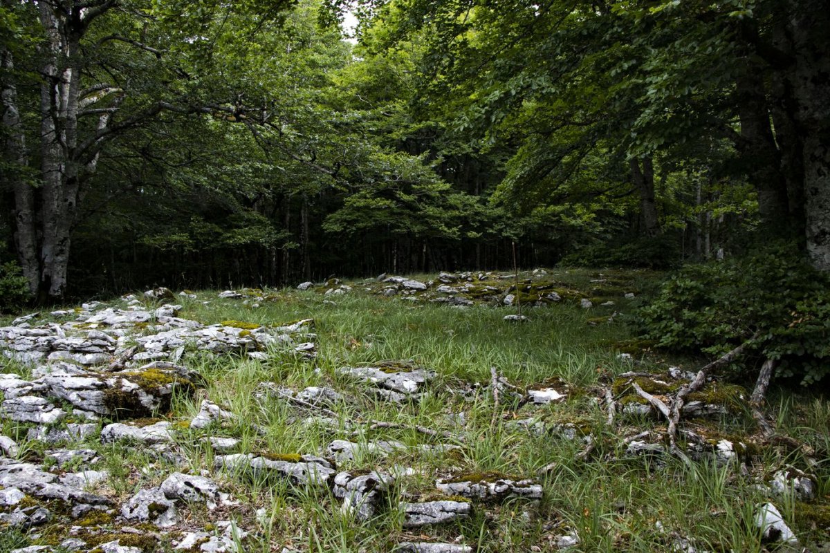 Senda de Arroniz eraztuna