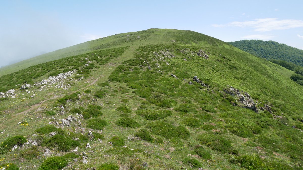 Axexuluta tumulua HMko bizkarrean