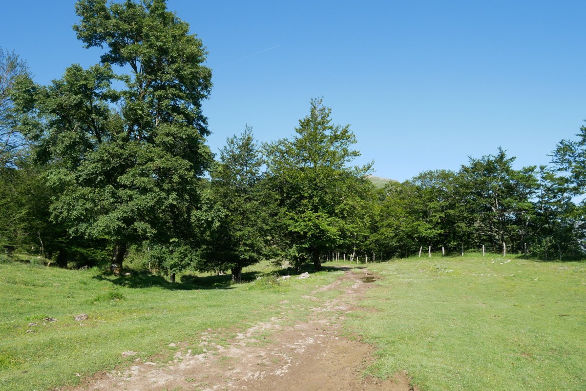 Izarrita aldeko bidea