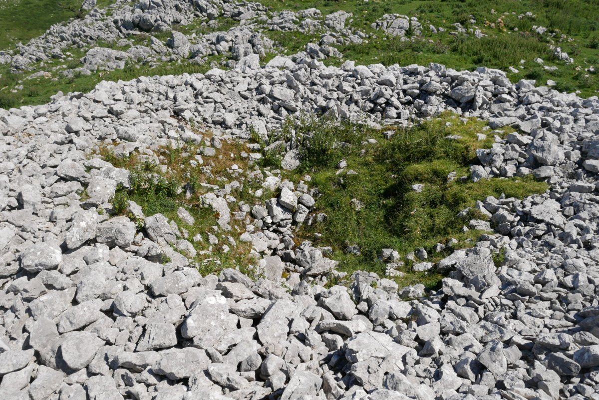 Murkuruko Arripila trikuharria