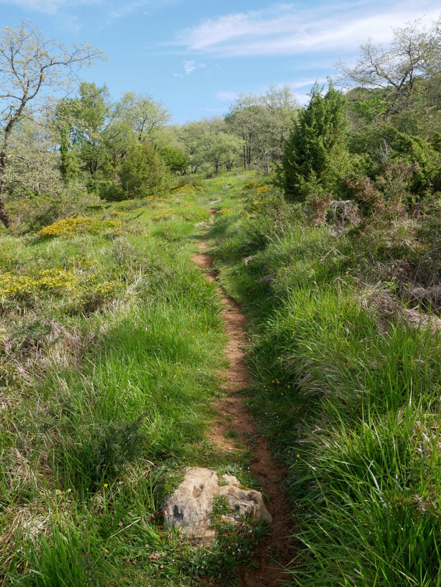 Arrizuri aldera igotzen