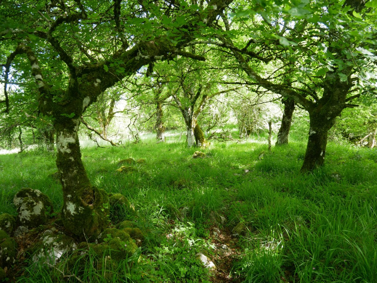 HMko bizkarretik gora tontorrera gerturatzen, Arrizuri