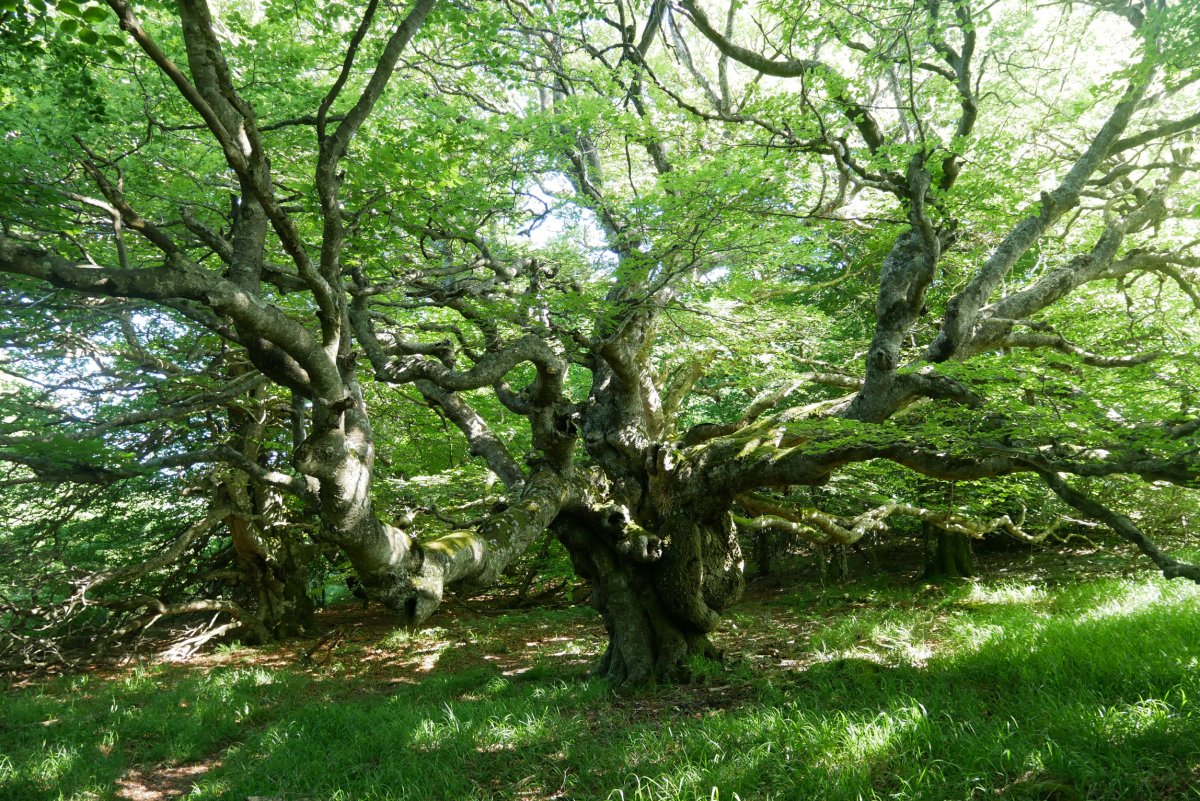 Badira pago ikusgarriak Hegoaldeko hegian