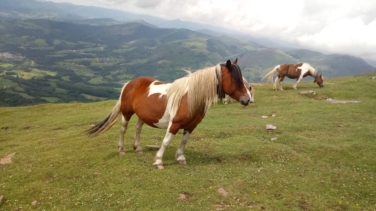 Gorramendi (1070m) pottokak magalean