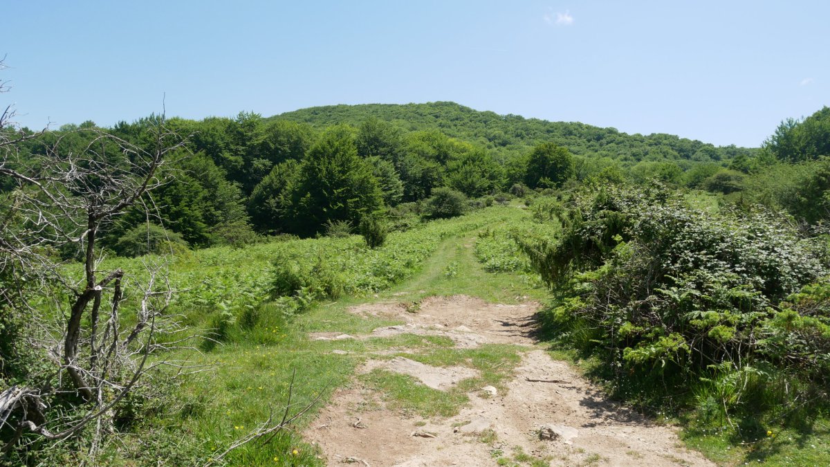 Intsusako Harmala, Gorako larreetatik