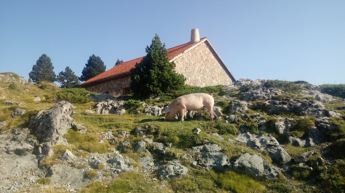 Urdea larrean Ernaitz lepoko babeslekuan
