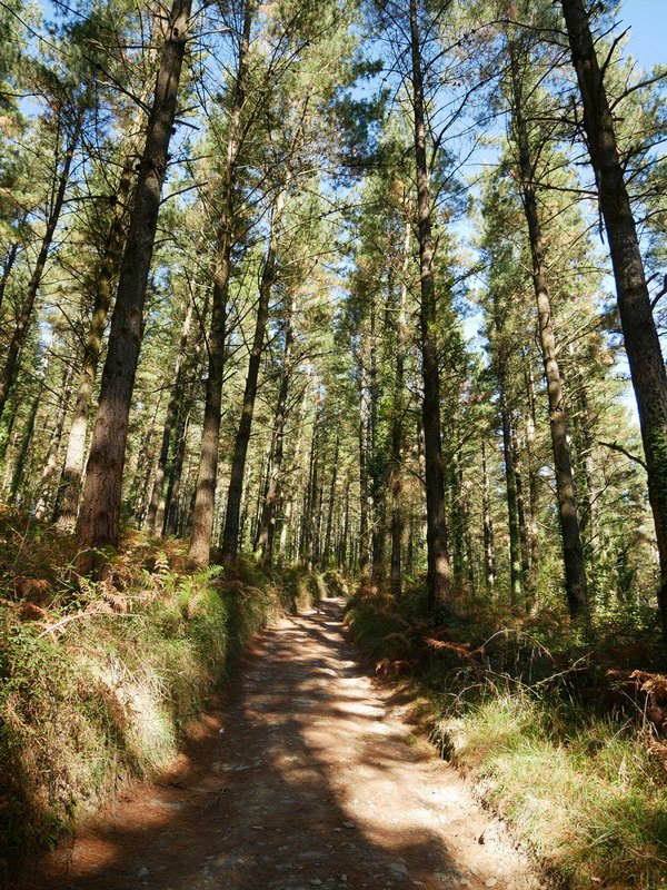 Ibilbidearen hasierako pasarte bat