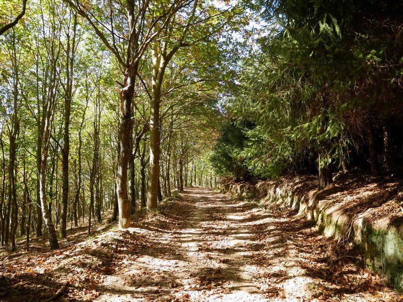 Ibilbidearen erdialdeko pasarte bat