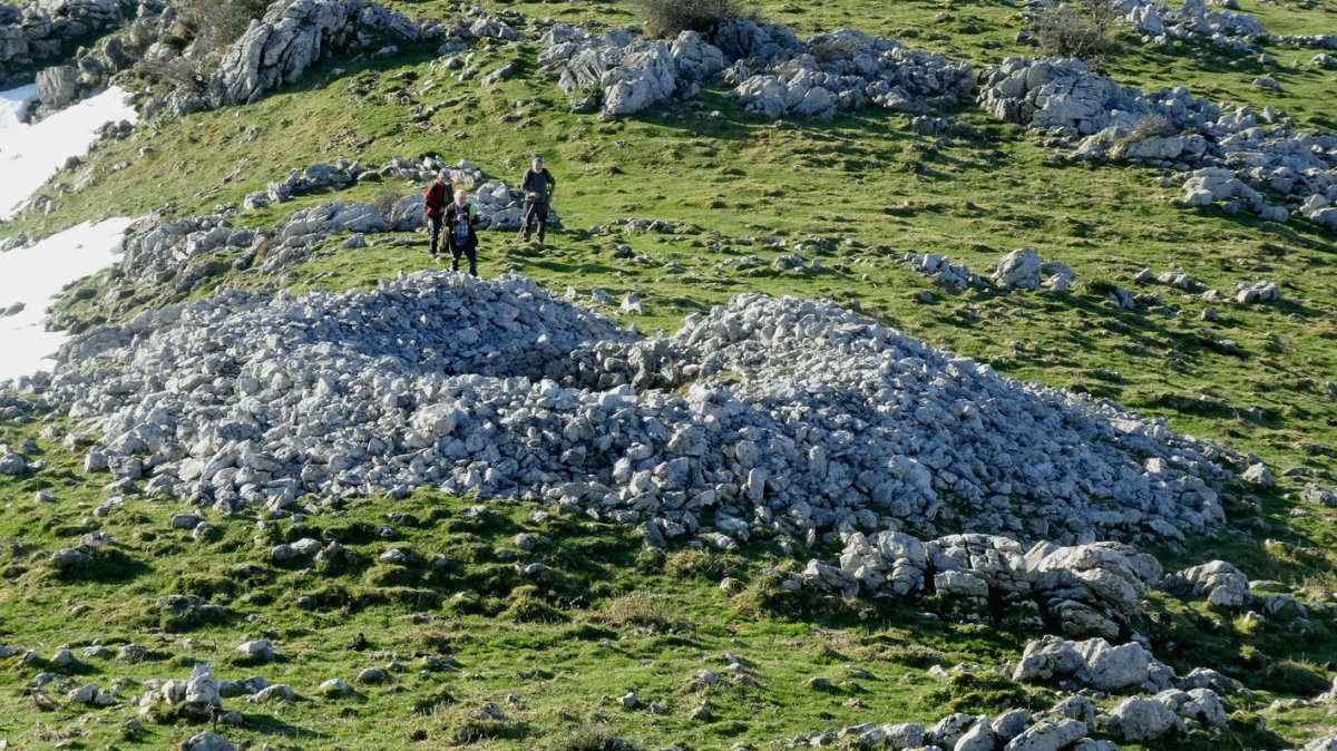 Murkuruko Arripila trikuharria, Erregenea