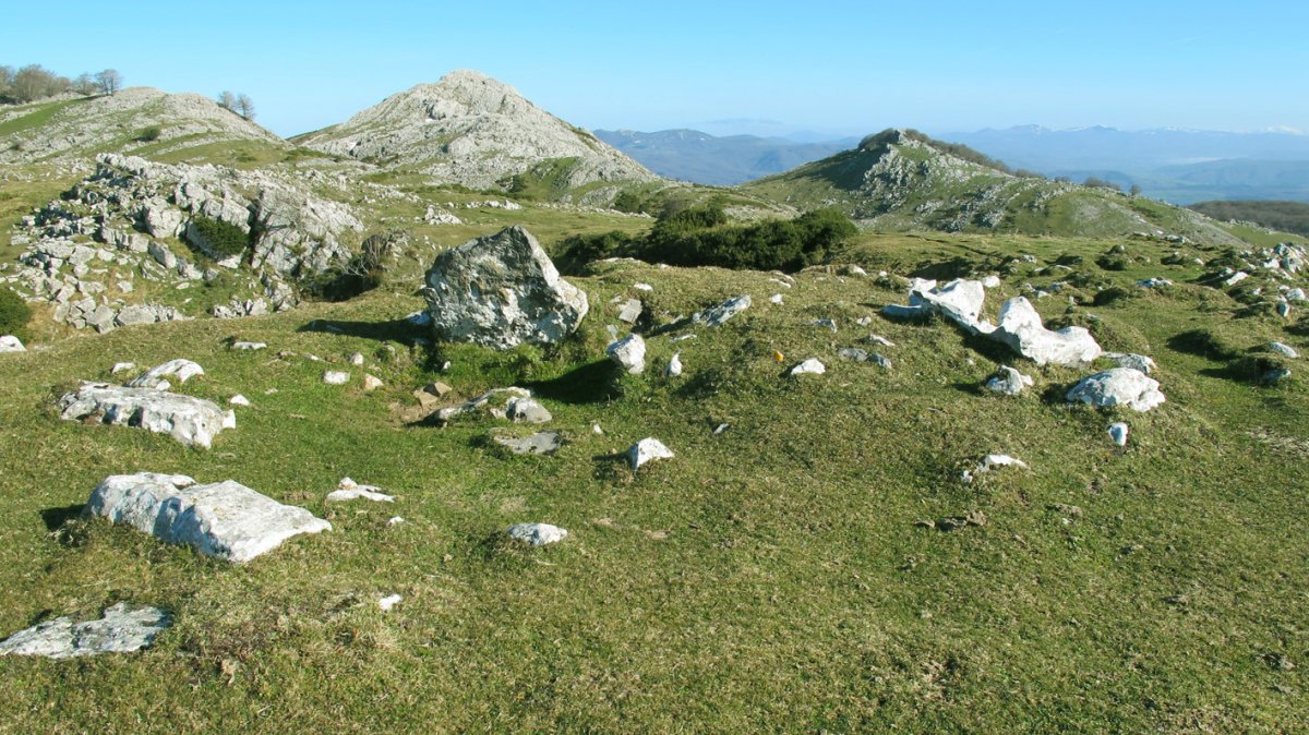 Ataka Xar trikuharria, Erregenea