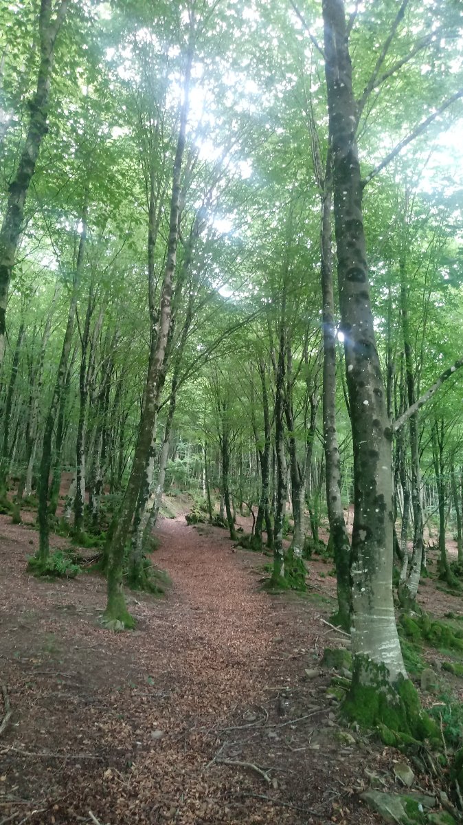 Aitzkoako bidean gora pagaditik