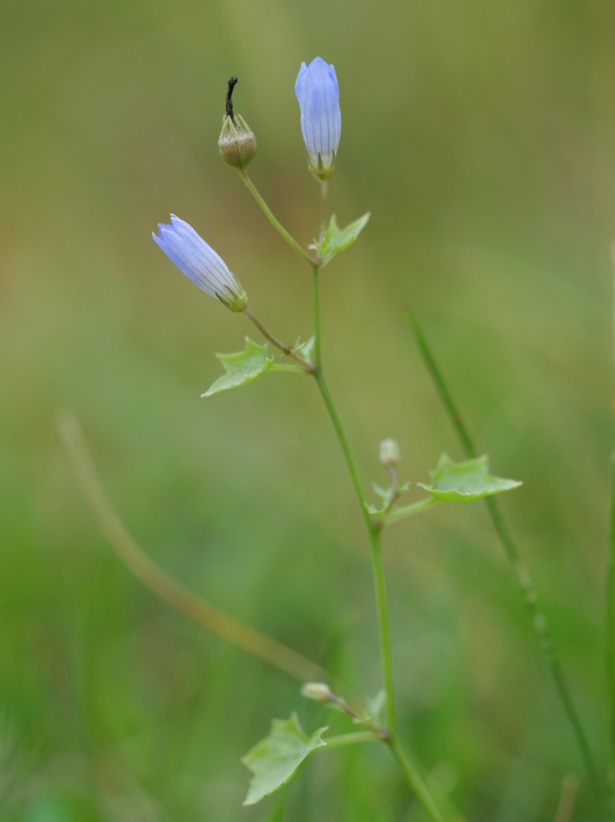  Wahlenbergia hederacea Igantziko zabalean
