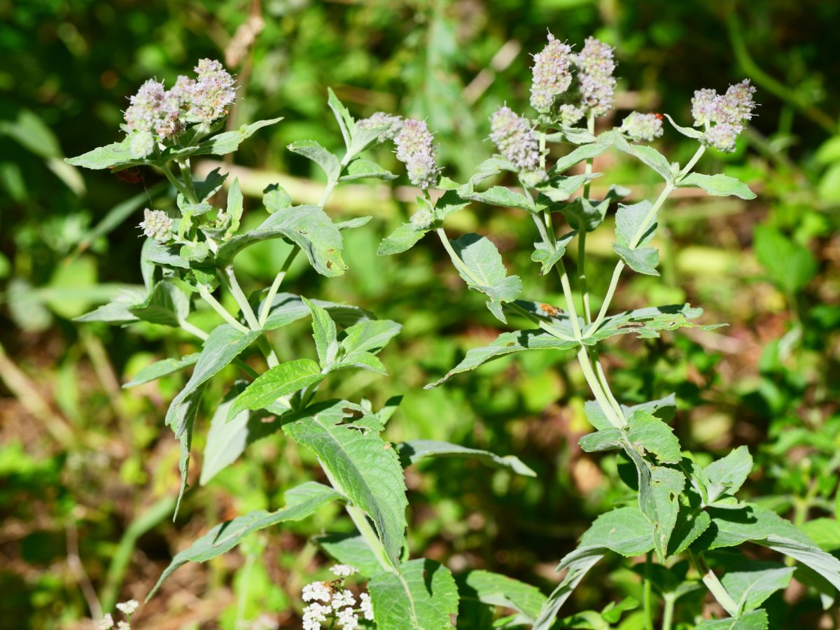 Mentha longifolia Mintxateko errekaren inguruan