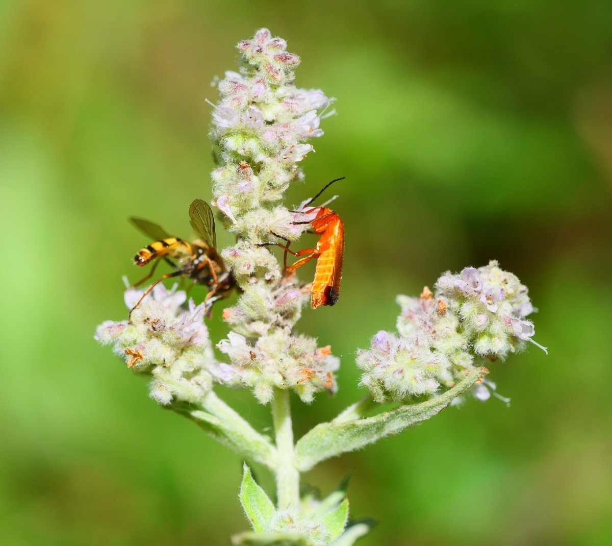 Mentha longifolia