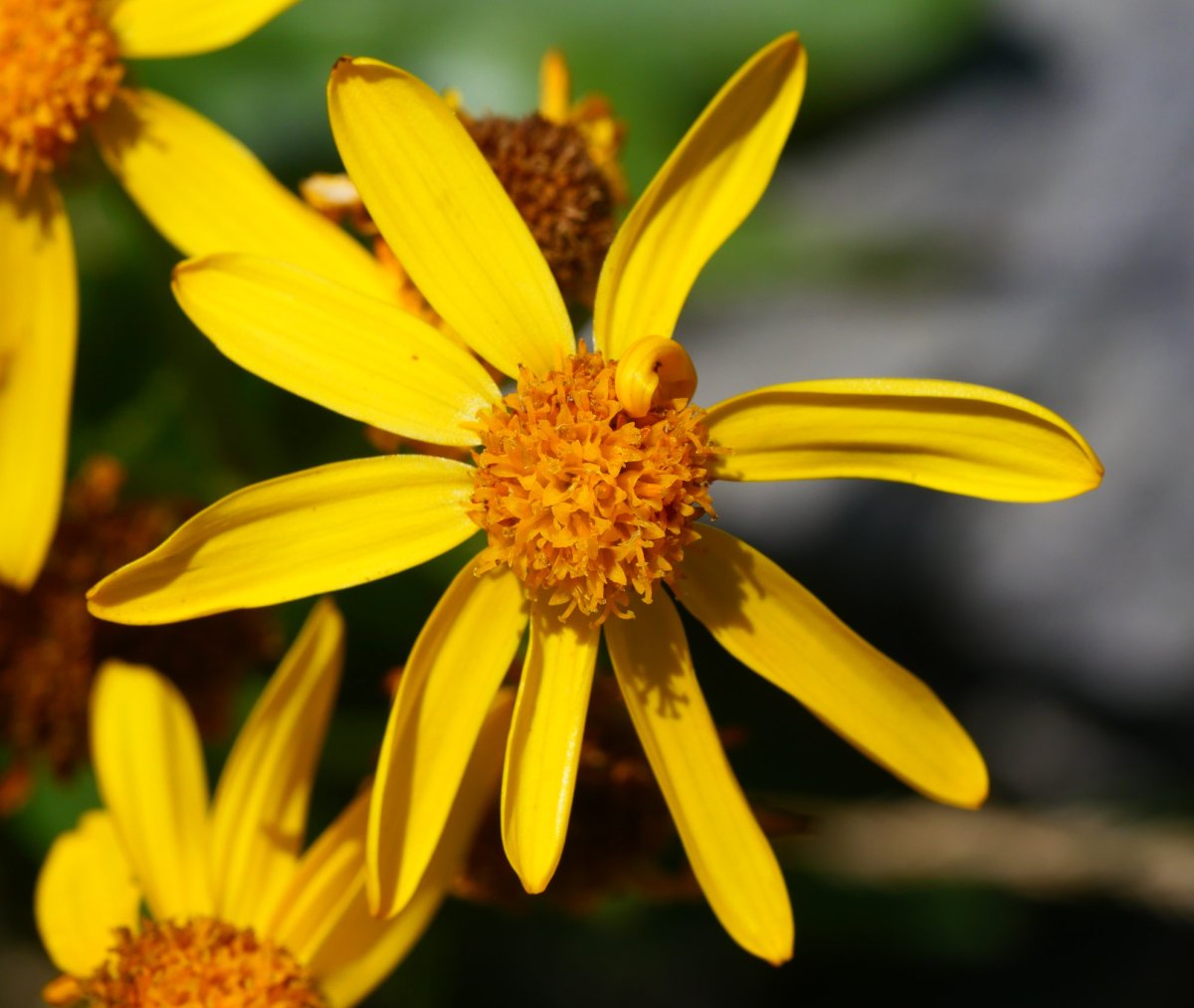Senecio pyrenaicus Ezkaurre mendian