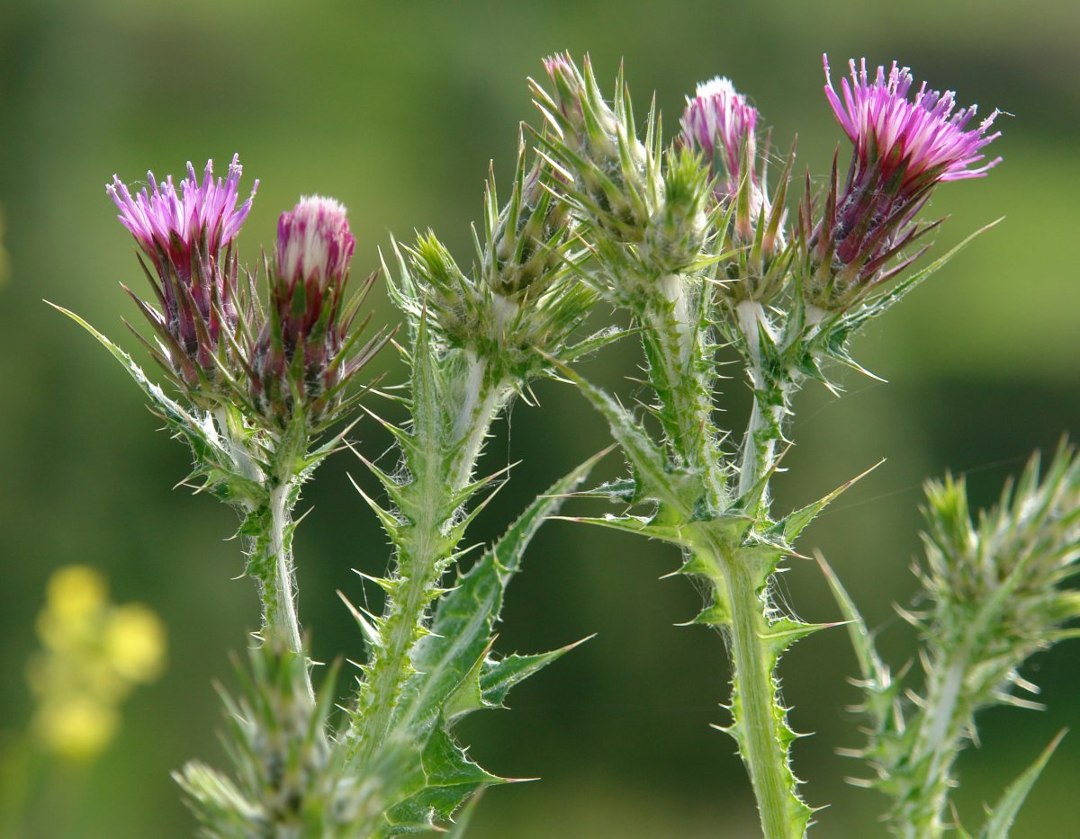 Carduus pycnocephalus, Erreniega
