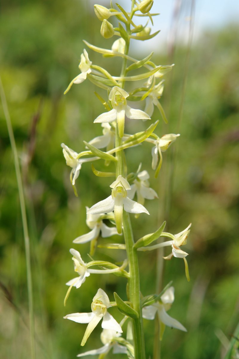  Platanthera bifolia