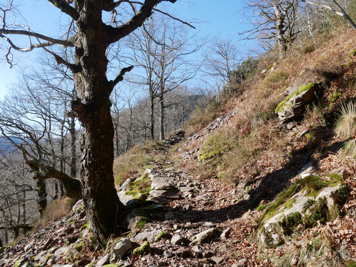 Irazabalgo bidea, harlosazko bidearen hasiera