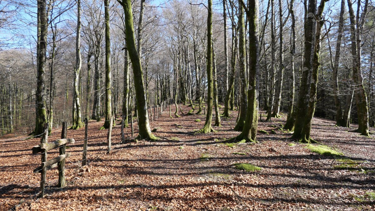 Lexarburuko Mko bizkarrreko pasarte bat