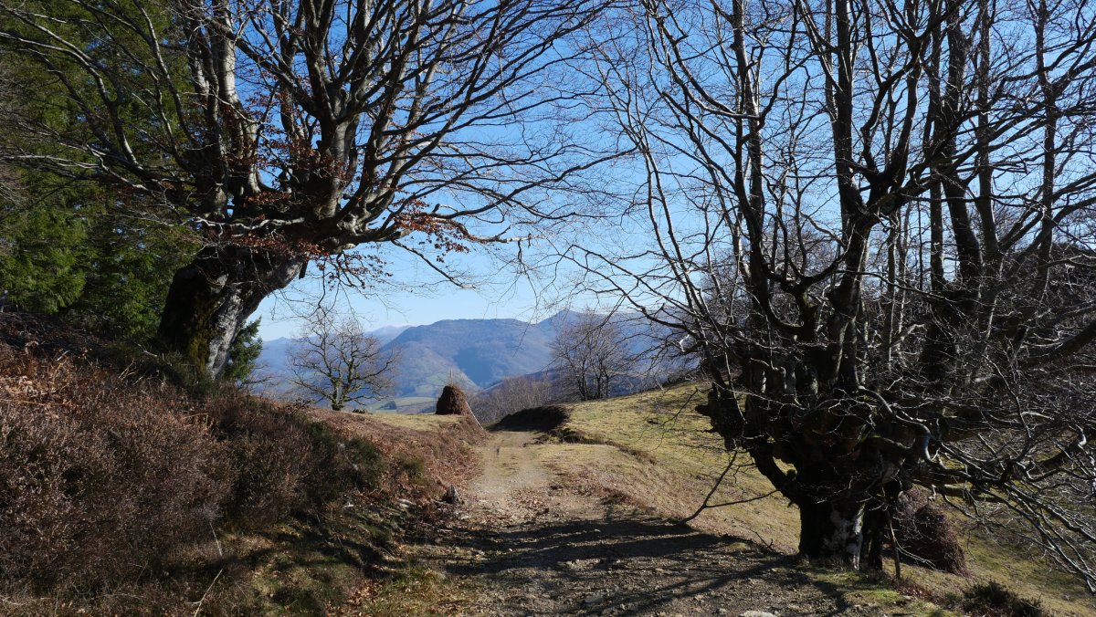 Otxoneko lepora heltzen