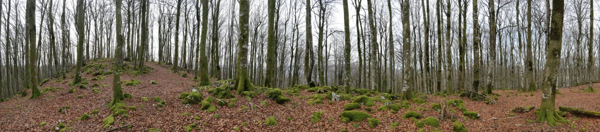 Tontorraren inguruak, Basakaitz