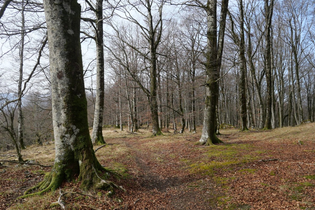 Arruitzgain aldeko bizkarrean barrena