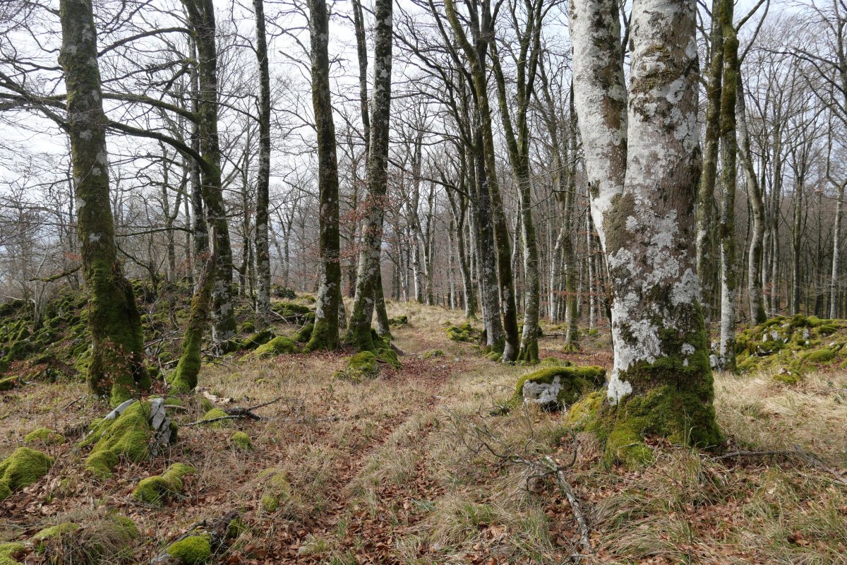 Arruitzgain aldeko bizkarrean barrena