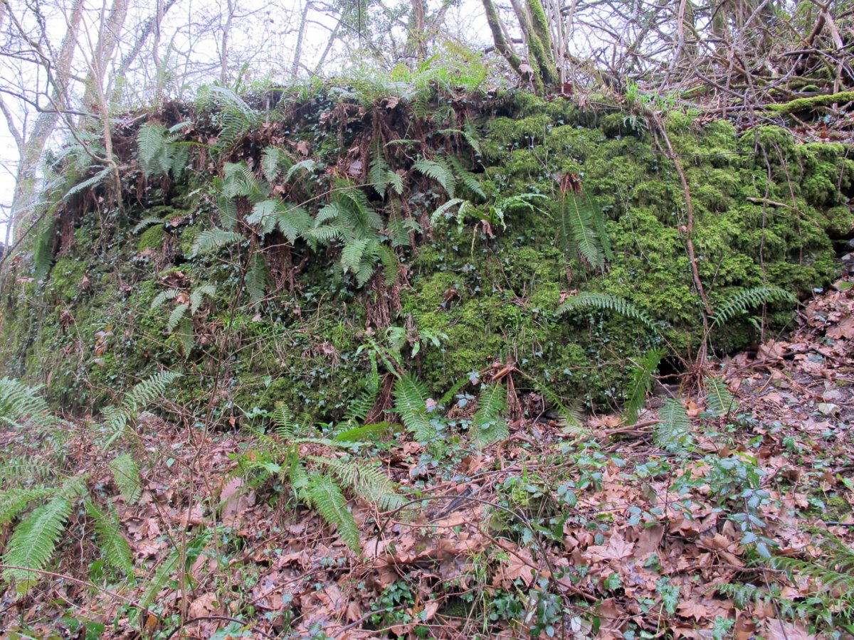 Ozkaritz I karobia, Etxalar