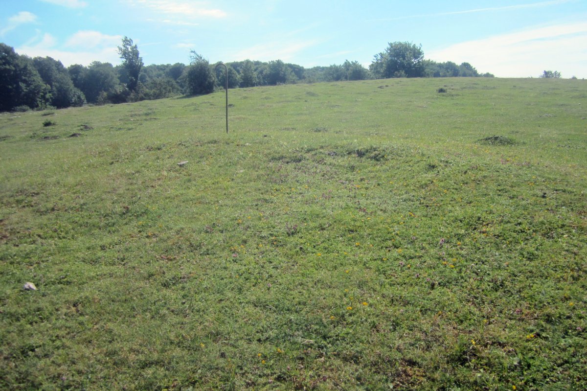 Fondo de Cabaña Las Choas (26-06-2021)