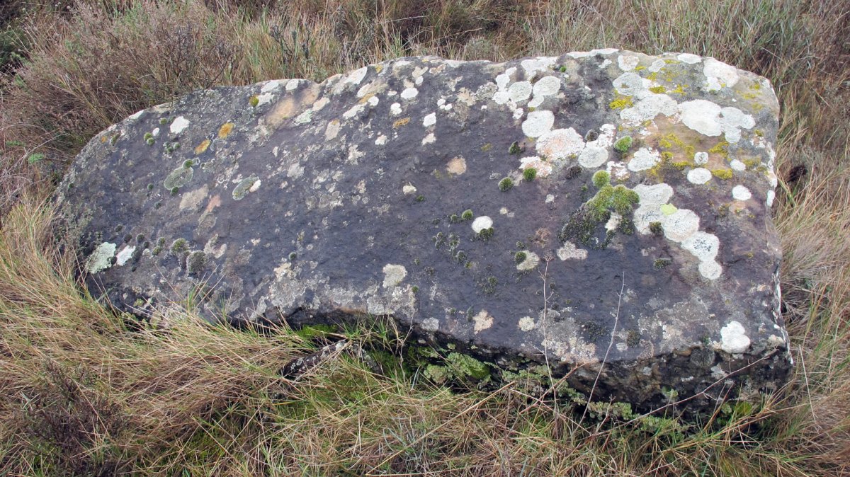 Onceta zutarria, Zirauki