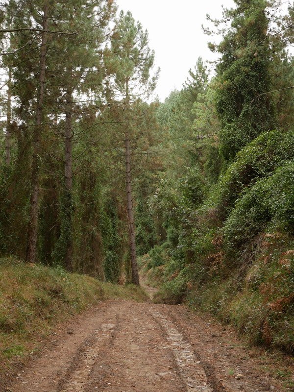 Iparraldeko magaleko bidea