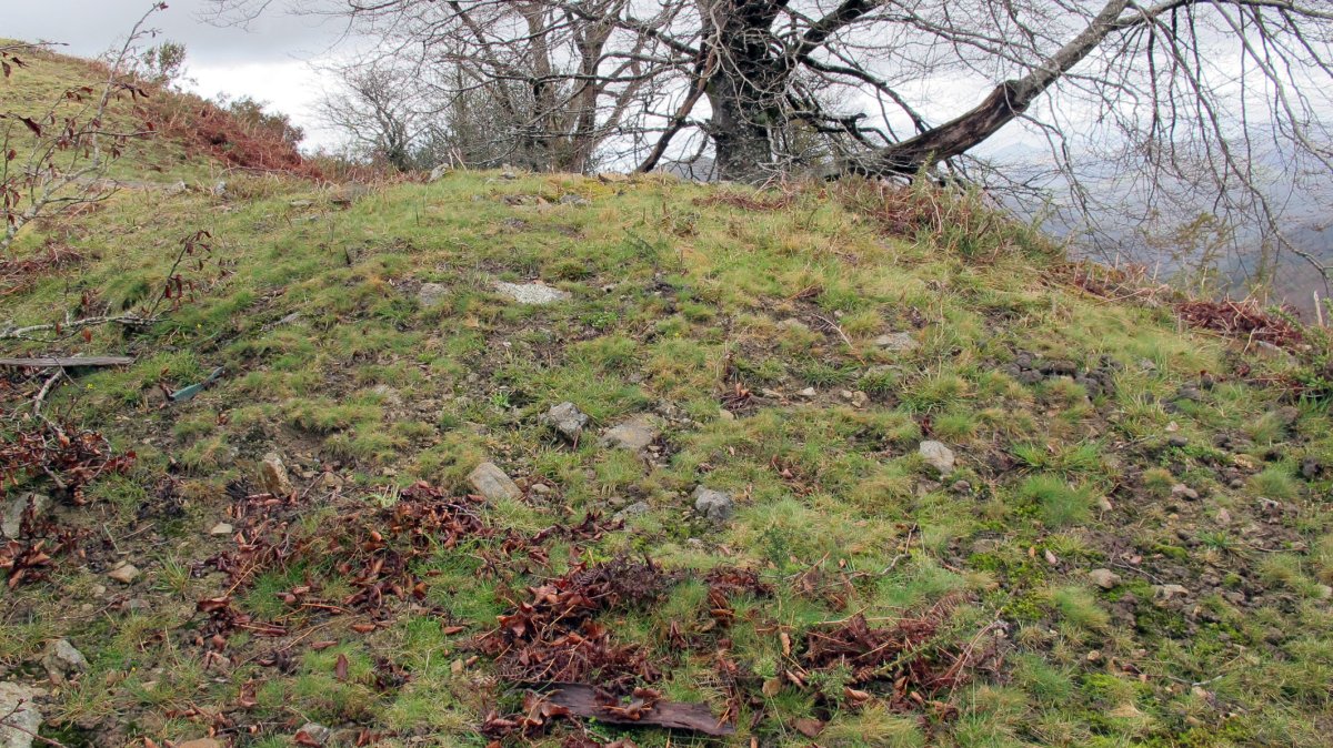 Urtsua tumulua, Etxalar