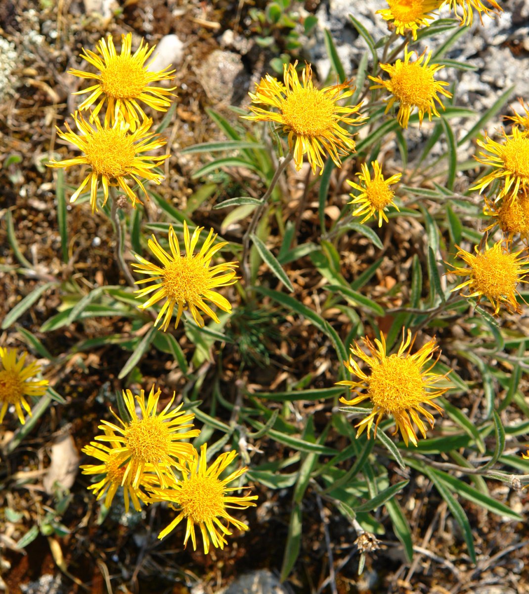 Inula montana Soila mendiko gandorrean