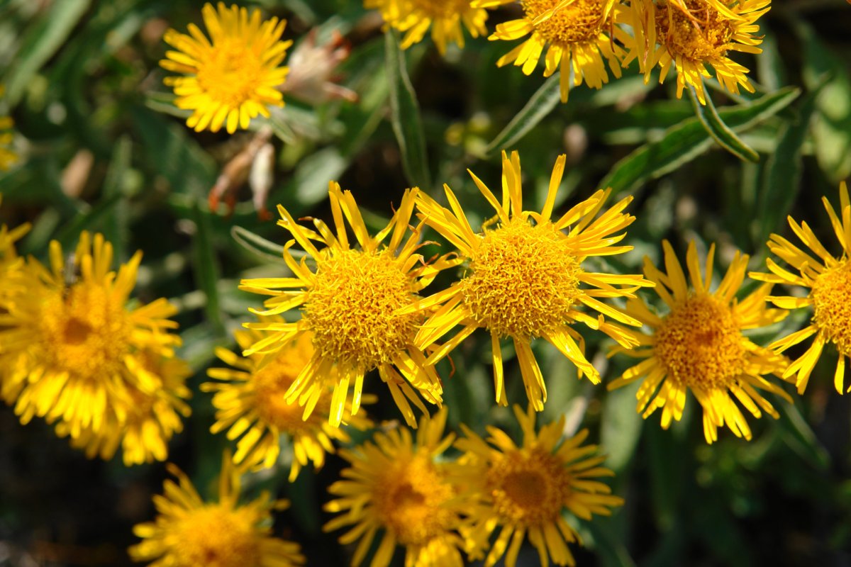 Inula montana Soila mendiko gandorrean