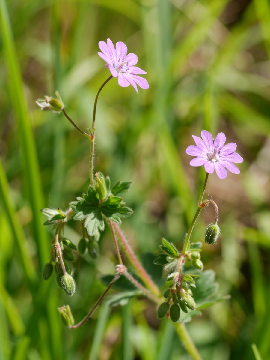 Geranium pyrenaicum