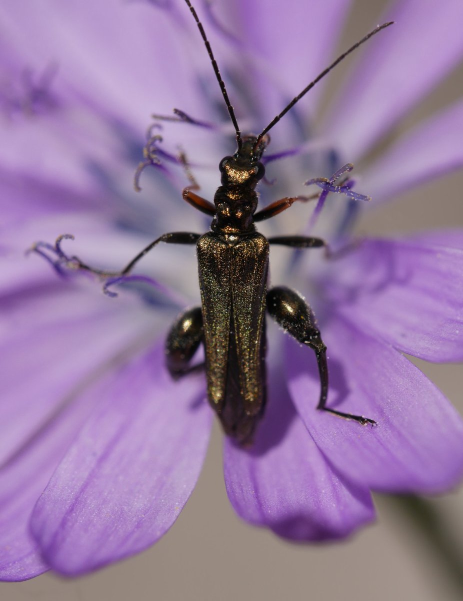 Cichorium intybus gonbidatuarekin