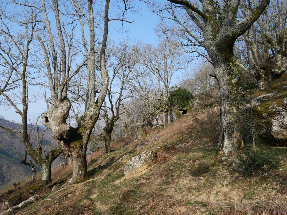 Harizti zaharra Bagarateko Harriaren magalean