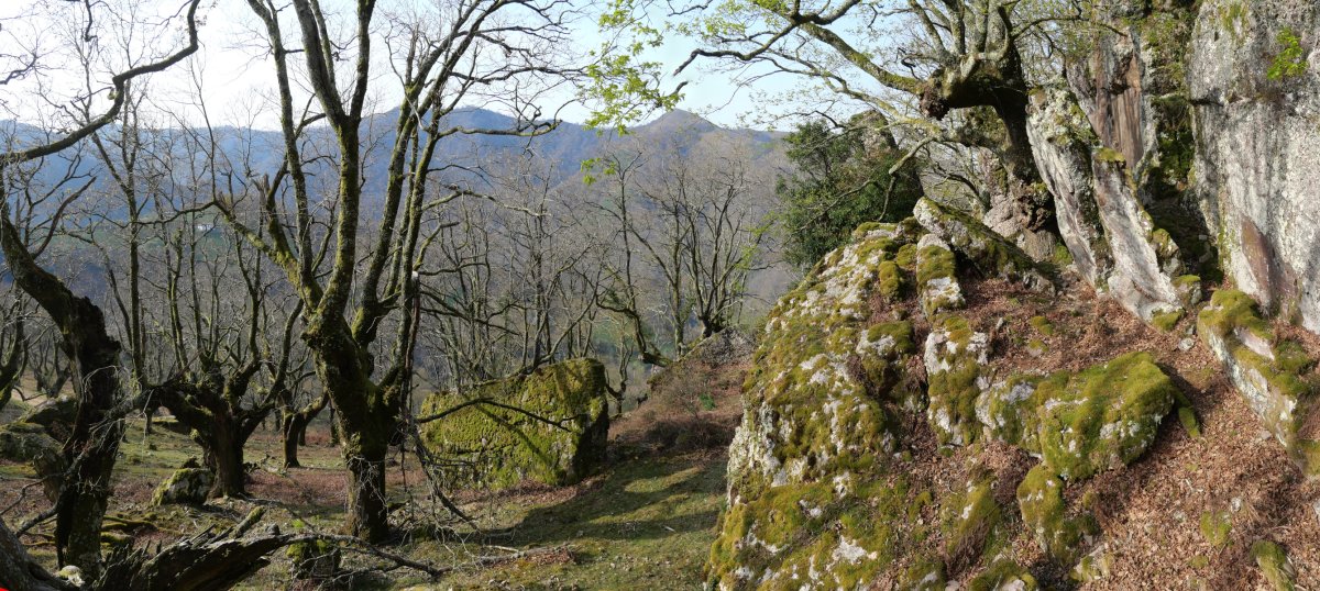 Bagarateko Harriaren inguruko hariztia