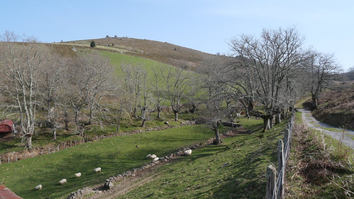 Olako bordaren inguruak