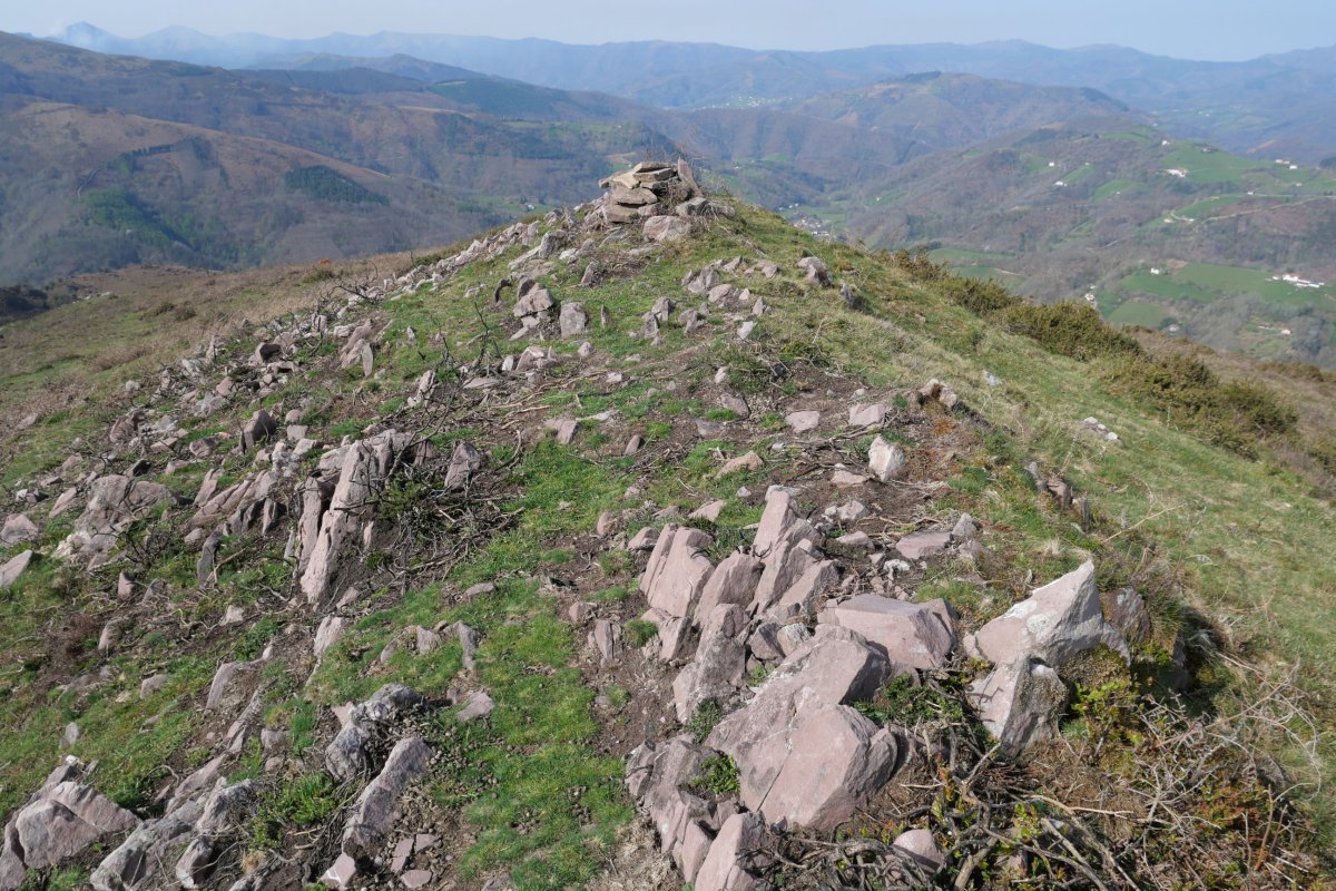 Madariko Gaina tontorra