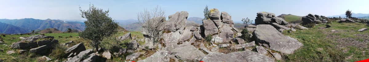 Bagobilleta tontorra